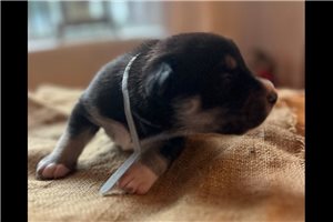 Liam - Mixed/Other for sale