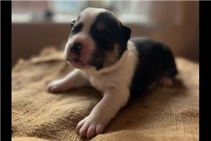 Leon - Mixed/Other for sale