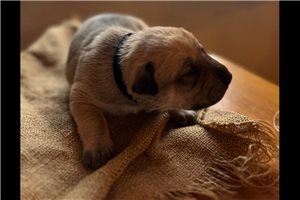 Lopez - Mixed/Other for sale