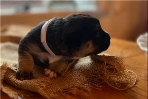 Lilian - Mixed/Other for sale