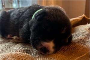 Loren - Mixed/Other for sale