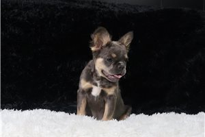 Harper - French Bulldog for sale