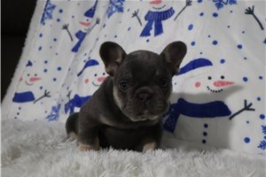 Frankie - French Bulldog for sale