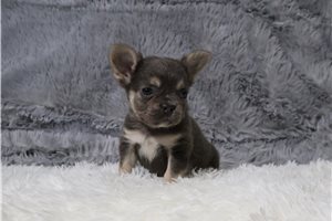 Bailey - puppy for sale