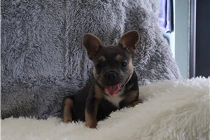 Brooks - French Bulldog for sale