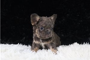 Harper - French Bulldog for sale