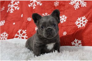 Georgia - French Bulldog for sale