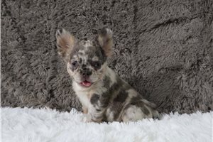 Hope - puppy for sale