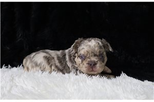 Hanson - puppy for sale