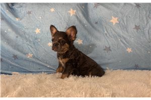 Harper - French Bulldog for sale