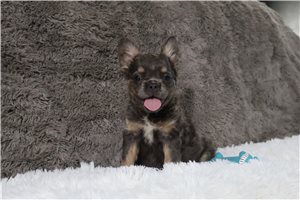 Harper - French Bulldog for sale