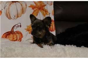 Harper - French Bulldog for sale