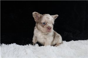 Huckleberry - French Bulldog for sale