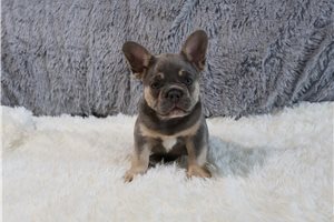 Benjamin - French Bulldog for sale