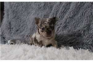 Hope - French Bulldog for sale