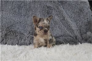 Hanson - French Bulldog for sale