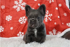 Gyro - French Bulldog for sale