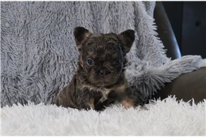 Harper - puppy for sale