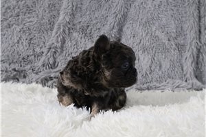 Holden - puppy for sale
