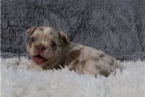 Huckleberry - puppy for sale