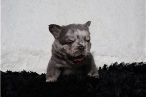 Bennett - puppy for sale
