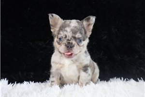 Hope - French Bulldog for sale