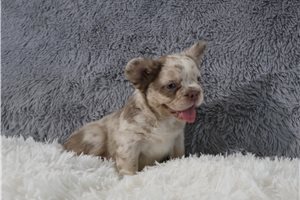 Huckleberry - French Bulldog for sale