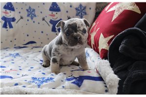 Francesca - French Bulldog for sale