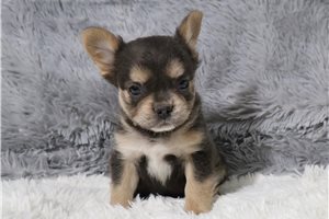Brianna - puppy for sale