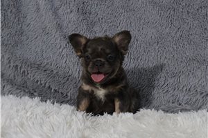 Harper - French Bulldog for sale
