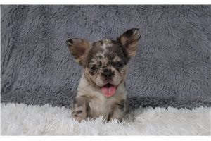 Hope - French Bulldog for sale