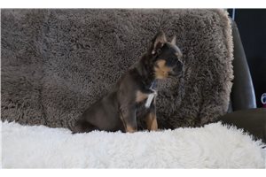 Harper - French Bulldog for sale