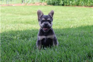 Beau - puppy for sale