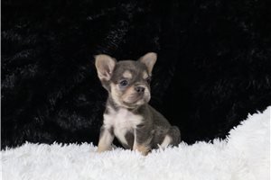 Brielle - puppy for sale