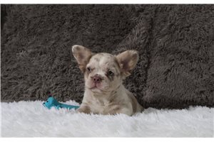Huckleberry - French Bulldog for sale