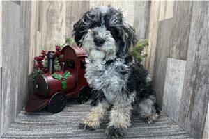 Dylan - Aussiedoodle for sale