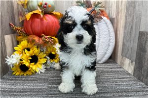 David - puppy for sale