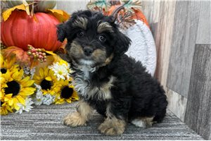 Delilah - puppy for sale