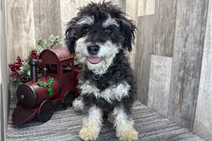 Daisy - Aussiedoodle for sale
