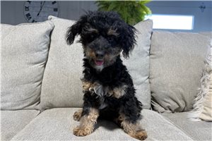 Dominic - Aussiedoodle for sale