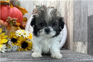 Camila - puppy for sale