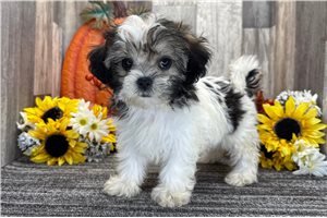 Charlotte - puppy for sale