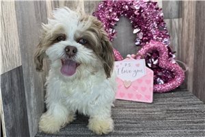 Carter - Shih-Poo - Shihpoo for sale