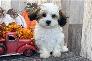 Cooper - puppy for sale