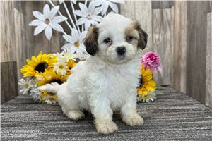 Chloe - puppy for sale