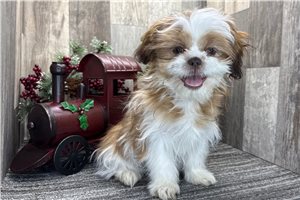 Inez - puppy for sale