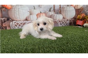Kristine - Maltese for sale