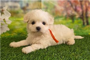 Iris - Maltese for sale