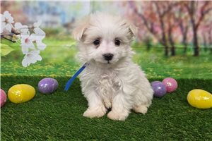 Gavin - puppy for sale