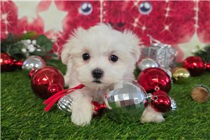 Charlotte - Maltese for sale